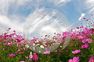 COSMOS with blue sky