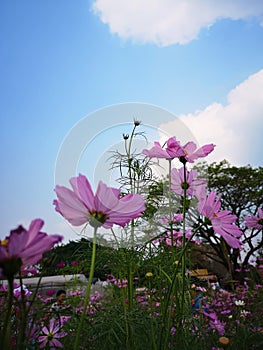 cosmos and bluesky