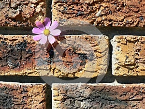 Cosmos on Brick Wall