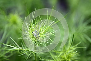 Cosmos bud (Cosmos bipinnatus)