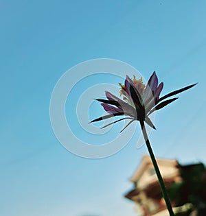 Cosmos Caudate Flower photo