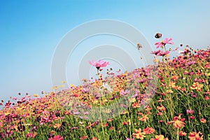 Cosmos with colorful at blue sky