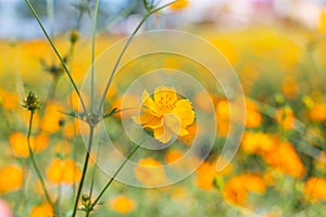 Cosmos colorful flower in the field during sunset in spring season. Photo toned style Instagram filters. Nature background