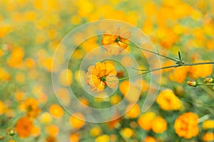 Cosmos colorful flower in the field during sunset in spring season. Photo toned style Instagram filters. Nature background