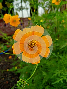 Cosmos, Coreopsideae , kenikir sulfur, flower