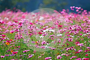 Cosmos ,Cosmos pink,cosmos flower,Flower .