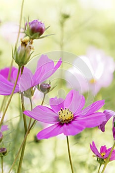 Cosmos daisy flowers in the garden day natural vintage