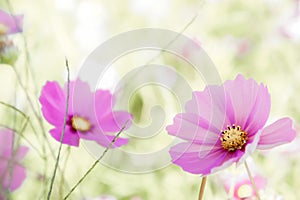 Cosmos daisy flowers in the garden day natural vintage