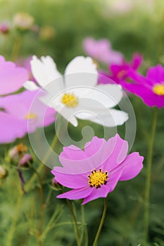 Cosmos daisy flowers in the garden day natural vintage