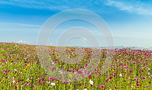 Cosmos field with blue sky
