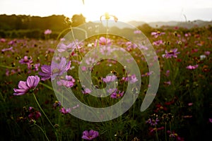 Cosmos field with blurred mountain background