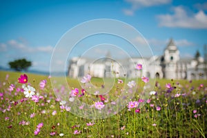 cosmos field castel