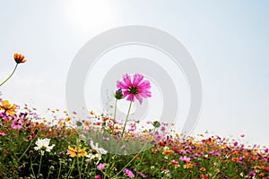 Cosmos in field at sky