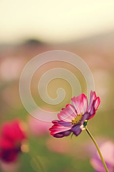 Cosmos field at sunset in autumn