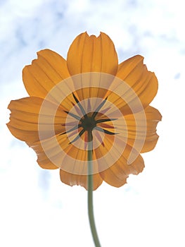 Orange Cosmos flower