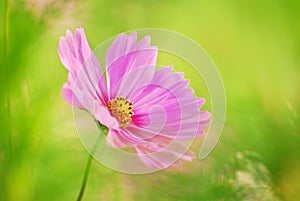Cosmos Flower photo
