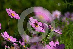 Cosmos flower