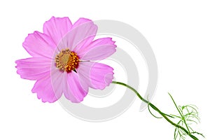 Cosmos Flower