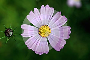 Cosmos flower