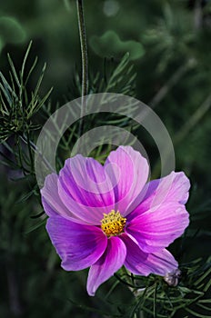 Cosmos Flower