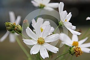 The Cosmos Flower