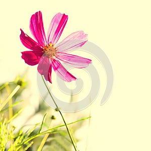 Cosmos flower