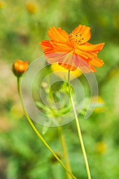 Cosmos flower