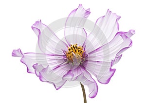 Cosmos flower