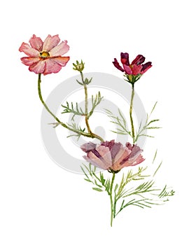 Cosmos flower