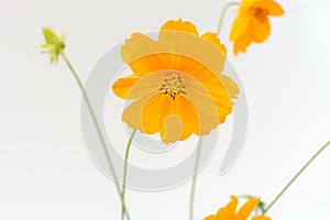 Cosmos flower as isolate white background