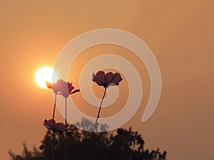 Cosmos flower on the background of sunset/sunlight.