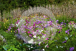 Cosmos flower beautiful with dry grass