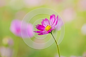 Cosmos flower beautiful