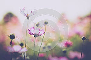 Cosmos flower beautiful