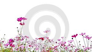 Cosmos flowers are blooming and green stalk isolated on white background. photo