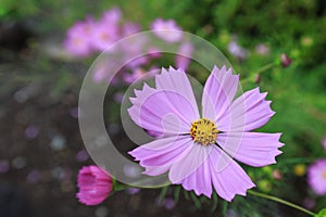 Cosmos flower blooming during autumn