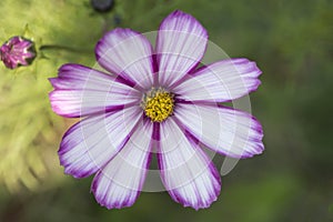 Cosmos flower blooming in the garden