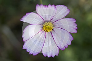 Cosmos flower blooming in the garden