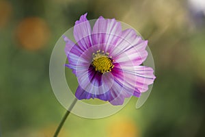 Cosmos flower blooming in the garden