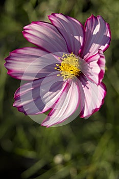 Cosmos flower blooming in the garden