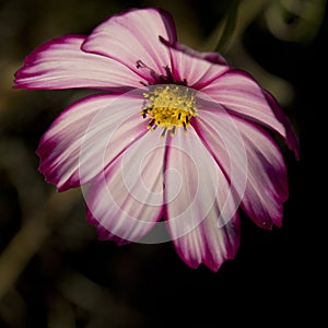 Cosmos flower blooming in the garden