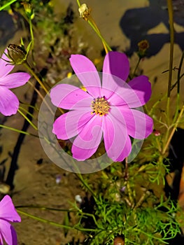 Cosmos flower Blooming in the Garden.Cosmos flowers For Background. Beautiful cosmos Flowers.White cosmos flower.