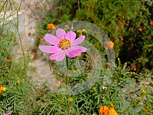 Cosmos flower Blooming in the Garden.Cosmos flowers For Background. Beautiful cosmos Flowers.White cosmos flower. photo