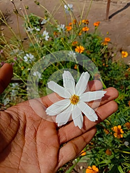 Cosmos flower Blooming in the Garden.Cosmos flowers For Background. Beautiful cosmos Flowers.White cosmos flower.