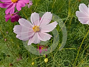 Cosmos flower Blooming in the Garden.Cosmos flowers For Background. Beautiful cosmos Flowers.White cosmos flower.