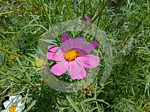 Cosmos flower Blooming in the Garden.Cosmos flowers For Background. Beautiful cosmos Flowers.White cosmos flower.