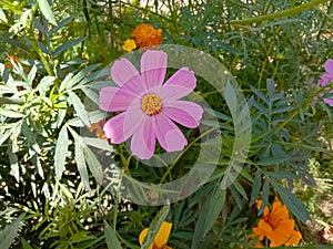 Cosmos flower Blooming in the Garden.Cosmos flowers For Background. Beautiful cosmos Flowers.White cosmos flower.