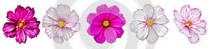 Cosmos flower blossom entirely isolated on white background. Five summer beautiful pink magenta cosmos flower, isolate design
