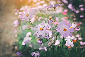 Cosmos flower blossom in garden