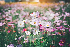 Cosmos flower blossom in garden